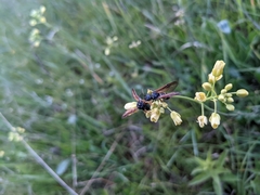 Pamphilioidea