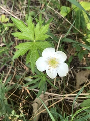 Anemonastrum canadense