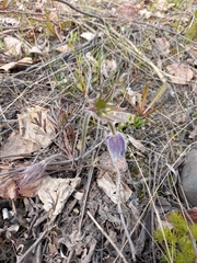 Pulsatilla dahurica