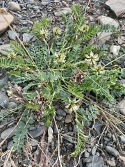 Astragalus schelichowii