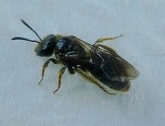 Hymenoptera