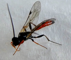 Hymenoptera