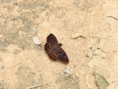Anastrus sempiternus
