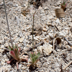 Eriogonum apiculatum