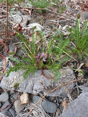 Oxytropis vasskovskyi