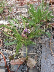 Oxytropis vasskovskyi