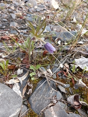 Pulsatilla dahurica