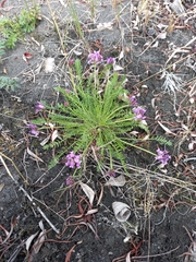 Oxytropis vasskovskyi