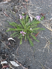 Oxytropis vasskovskyi