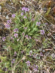 Oxytropis vasskovskyi