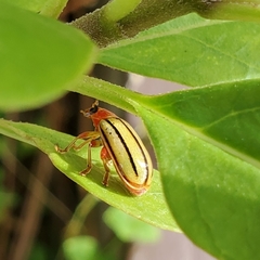 Disonycha quinquelineata