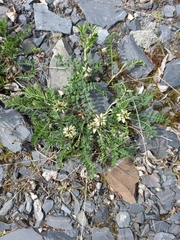 Astragalus schelichowii