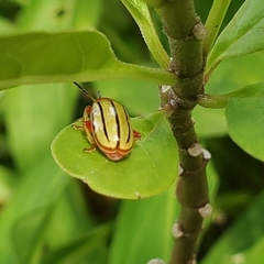 Disonycha quinquelineata