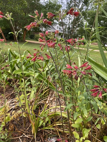 Alstroemeriaceae image