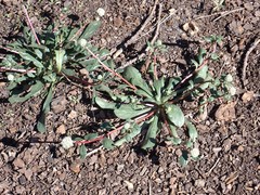 Calyptridium monospermum