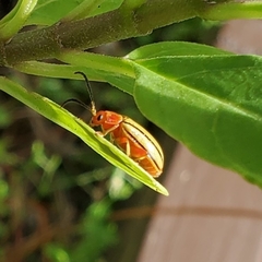 Disonycha quinquelineata