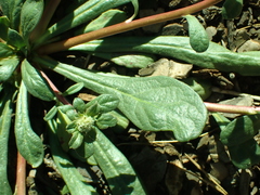 Calyptridium monospermum