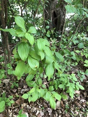 Rhamnus cathartica