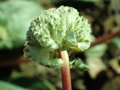 Calyptridium monospermum