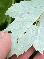 Sphaerulina aceris