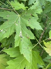 Sphaerulina aceris