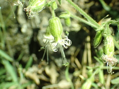 Silene lemmonii