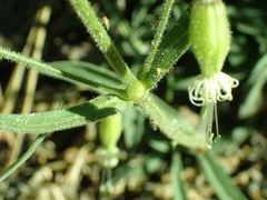 Silene lemmonii