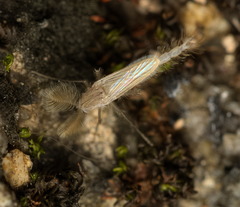 Chaoboridae