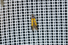 Schiffermuelleria schaefferella