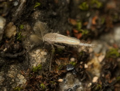 Chaoboridae