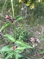 Vincetoxicum rossicum