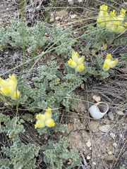 Astragalus vulnerariae