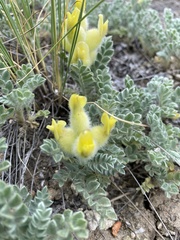 Astragalus vulnerariae