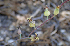 Streptanthus bernardinus