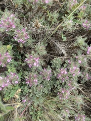 Astragalus plumosus