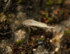Chaoboridae