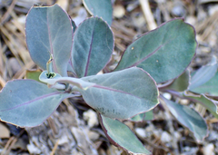 Streptanthus bernardinus