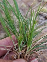 Carex tonsa