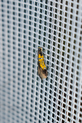 Schiffermuelleria schaefferella