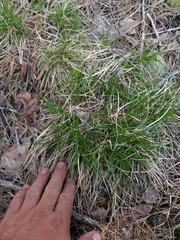 Carex tonsa
