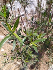 Baccharis salicifolia
