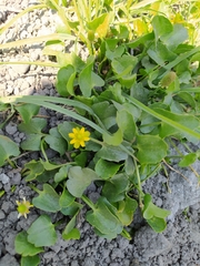 Halerpestes cymbalaria