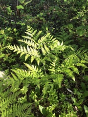 Pteridium aquilinum image