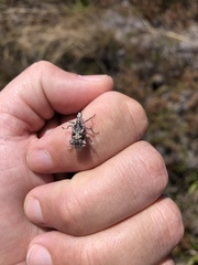 Agathinus tridens