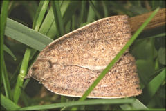 Authaemon stenonipha