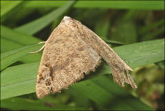 Authaemon stenonipha