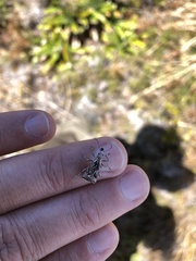 Agathinus tridens