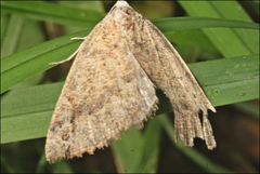 Authaemon stenonipha