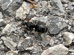 Liometopum apiculatum