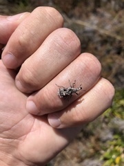 Agathinus tridens